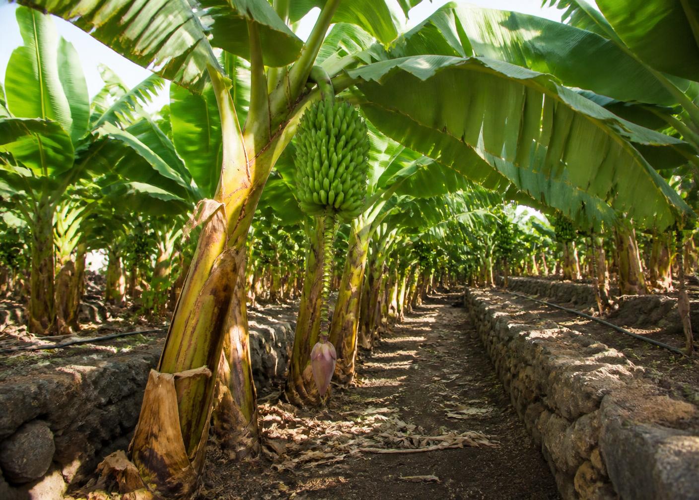 Rows of banana plants growing on volcanic soil in a Tenerife plantation