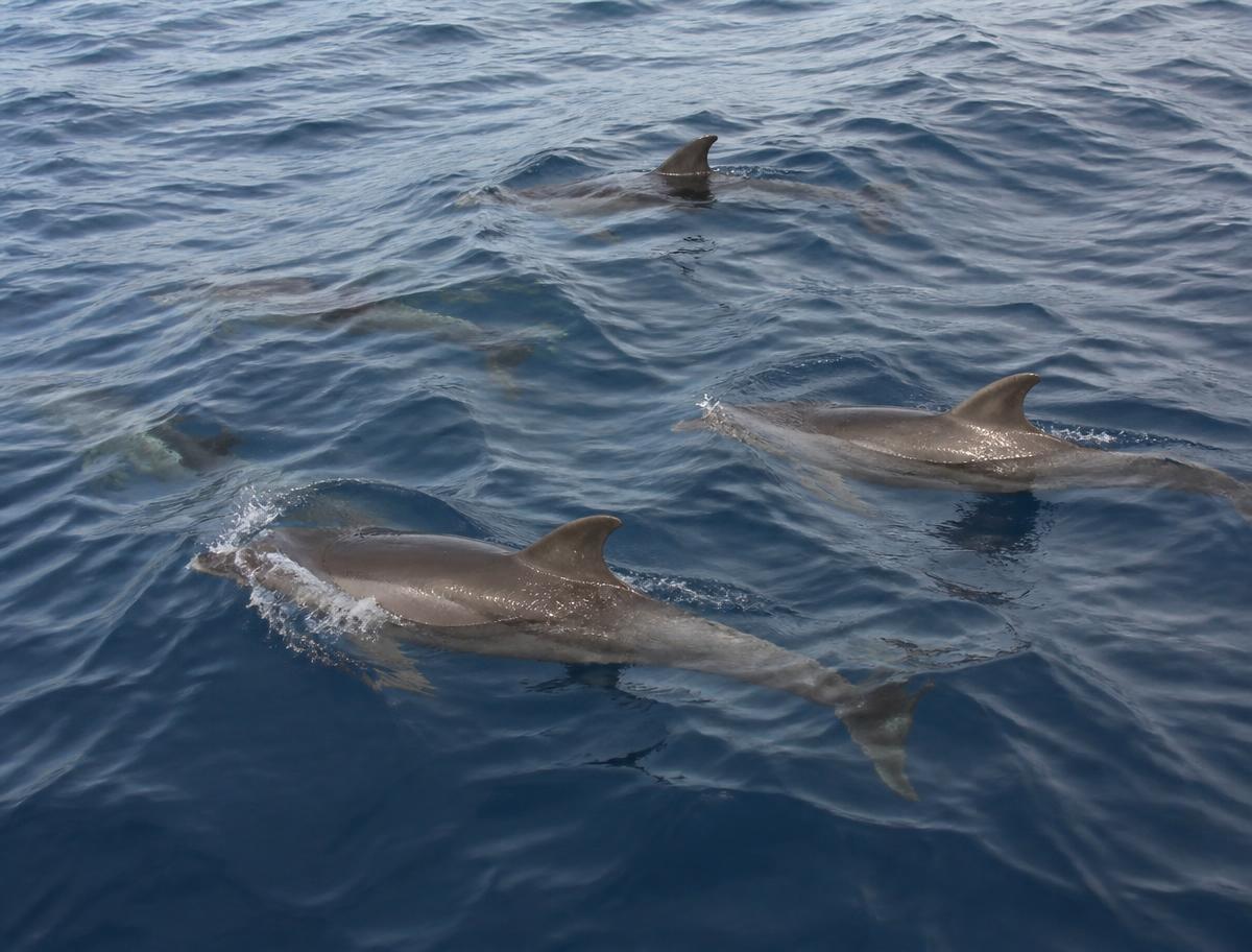 Wild dolphins swimming in the deep blue Atlantic off Tenerife